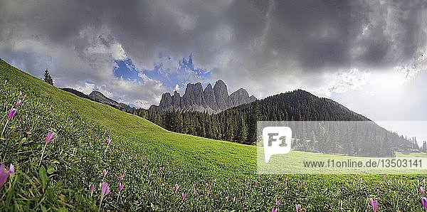 Blühende Almwiesen nach einem Gewitter auf der Zanser Alm mit der Geislergruppe  Geislergruppe  Sankt Maddalena  Dolomiten  Südtirol  Italien  Europa