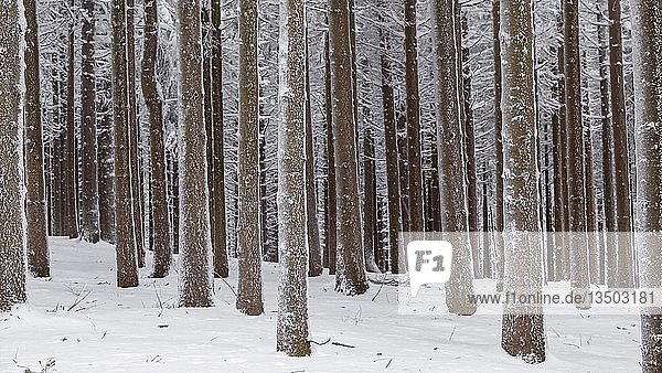 Schneebedeckte Baumstämme im Wald  Fichten (Ficus) mit Schnee  Naturpark Jauerling  Wachau  Niederösterreich  Österreich  Europa