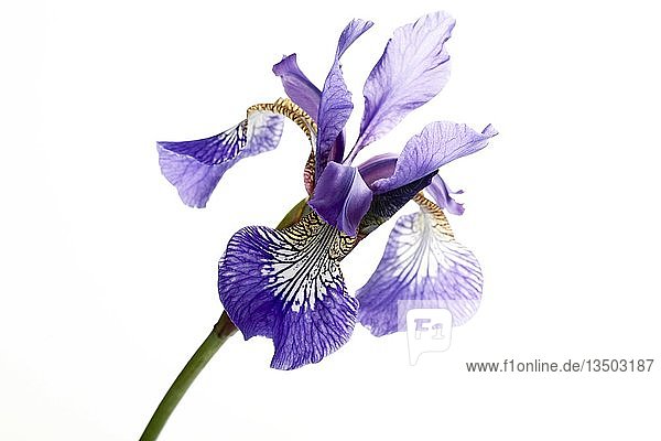 Lilie (Lilium) Blüte