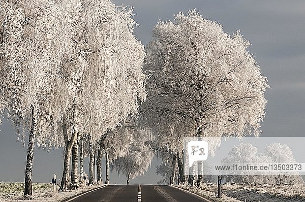 Landstraße  Allee aus Birken  Lüneburger Heide  Raureif  Winter  Niedersachsen  Deutschland  Europa