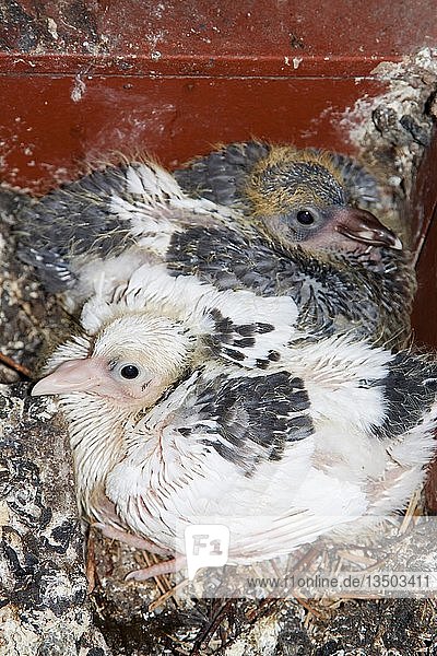 Zwei junge  noch flugunfähige Stadttauben (Columbidae) im Nest  Deutschland  Europa