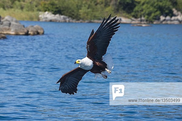 Schreiseeadler (Haliaeetus vocifer) jagt über Wasser Cape Maclear Malawi Afrika