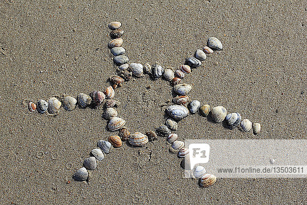 Cockles (Cerastoderma edule) arranged in the shape of a sun in the sand  North Holland  The Netherlands  Europe