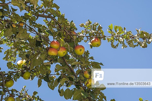 Rotbäckige Äpfel am Baum  Oberbayern  Bayern  Deutschland  Europa