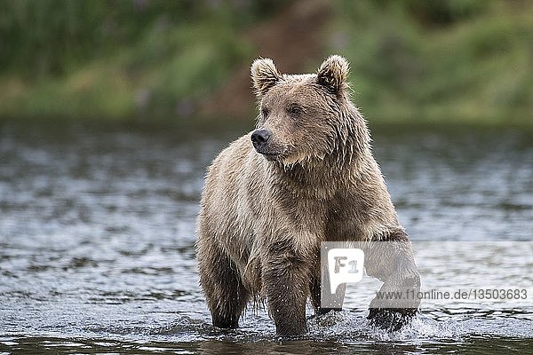 Braunbär (Ursus Arctos) läuft im Fluss  Brooks River  Katmai National Park  Alaska  USA  Nordamerika