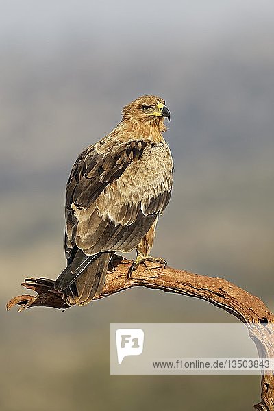 Steinadler (Aquila rapax) auf Ast  Kwazulu-Natal  Südafrika  Afrika