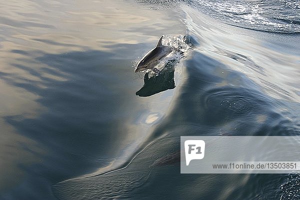 Dolphin (Delphinidae) skimming a wave  Australia  Oceania