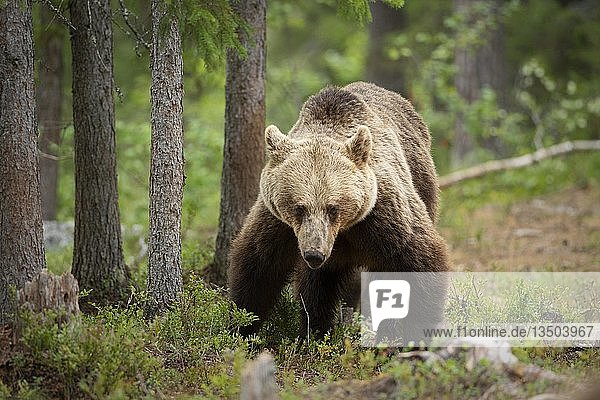 Europäischer Braunbär (Ursus arctos arctos) im Wald  Suomussalmi  Kainuu  Finnland  Europa