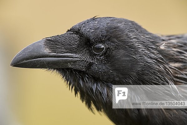 Kolkrabe (Corvus corax)  Tierporträt  Highlands  Schottland  Vereinigtes Königreich  Europa