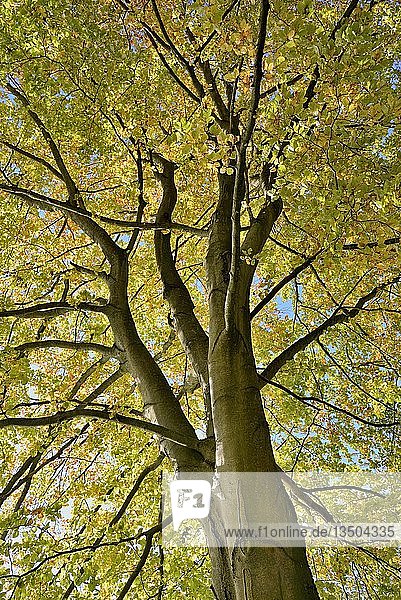 Rotbuche (Fagus sylvatica)  Baumkrone mit Herbstlaub  Nordrhein-Westfalen  Deutschland  Europa
