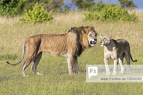 Löwen (Panthera leo)  balzendes Paar  Masai Mara  Bezirk Narok  Kenia  Afrika