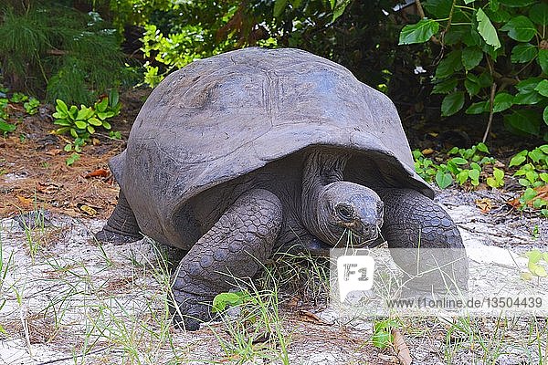Aldabra-Riesenschildkröte (Geochelone gigantea)  fressend  endemisch  Insel Curieuse  Seychellen  Afrika