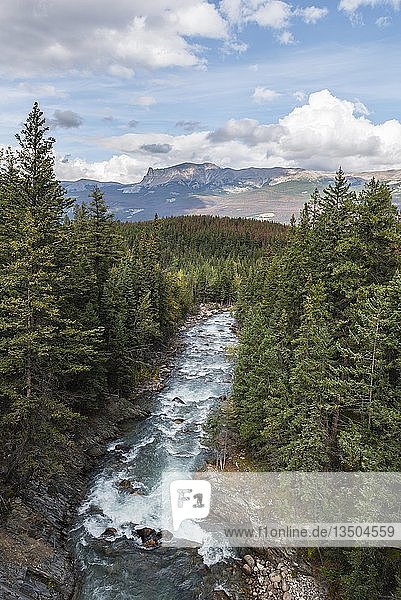 Fluss in einem Wald  Banff National Park  Alberta  Kanada  Nordamerika