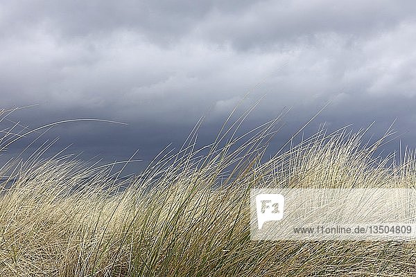Marram Grass in the wind  Timmendorfer Strand  Baltic Sea  Germany  Europe