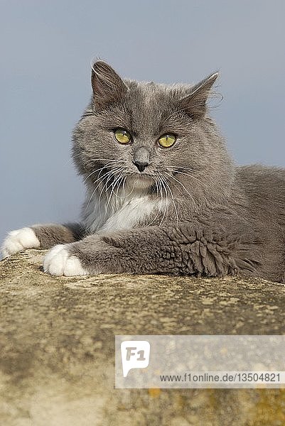 Ragdoll  blau gestromt  Katze  liegt auf Steinmauer  Österreich  Europa