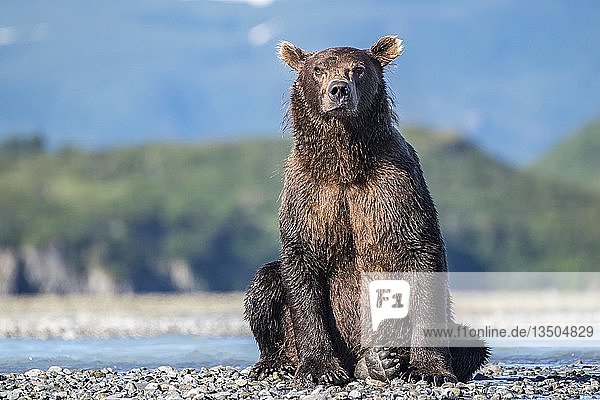 Braunbär (Ursus Arctos) sitzend  Katmai National Park  Alaska  USA  Nordamerika