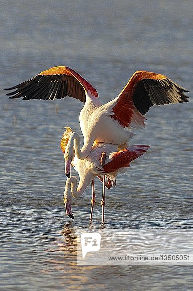 Großer Flamingo (Phoenicopterus roseus)  Paar kopulierend im Wasser  Camargue  Frankreich  Europa