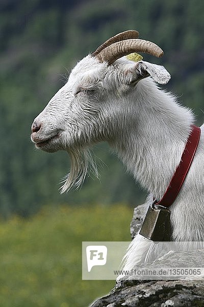 Goat (Capra)  portrait  Norway  Scandinavia  Europe