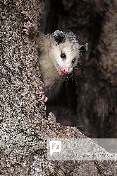 Virginia Opossum (Didelphis virginiana)  Jungtier klettert neugierig auf den Baumstamm  Tierportrait  Pine County  Minnesota  USA  Nordamerika