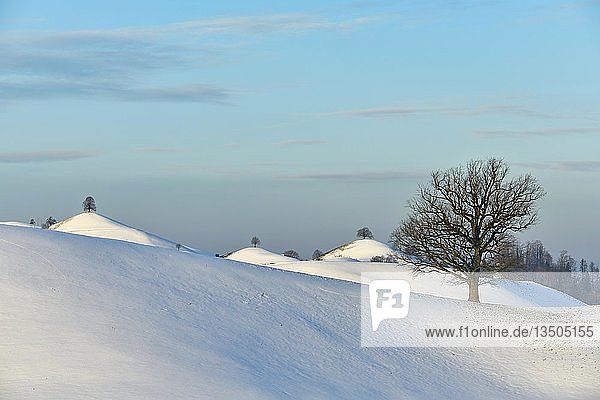 Schneebedeckte Moränenlandschaft  mit Linden (Tilia) auf Hügeln  Hirzel  Kanton Zürich  Schweiz  Europa