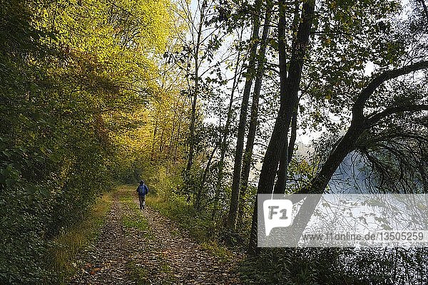 Woman on a hiking trail on the Isar  nature reserve Isarauen near Oberhummel  district of Freising  Upper Bavaria  Bavaria  Germany  Europe