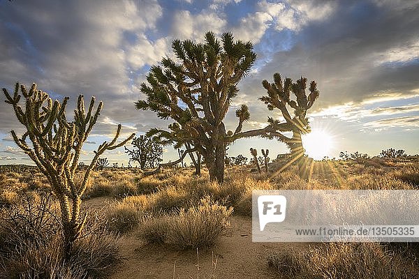 Joshua-Bäume (Yucca brevifolia) bei Sonnenuntergang  Mojave-Wüste  Wüstenlandschaft  Mojave National Preserve  Kalifornien  USA  Nordamerika