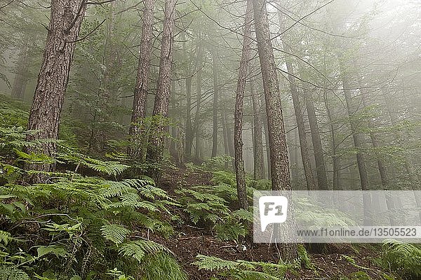 Nadelwald mit Nebel  Farne  Naturschutzgebiet Orrido di Botri  Toskana  Italien  Europa