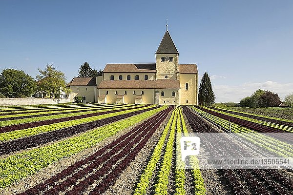 Salatfeld  im Hintergrund die Kirche des Heiligen Georg  Insel Reichenau  Baden-WÃ¼rttemberg  Deutschland  Europa