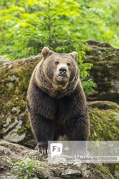 Europäischer Braunbär (Ursus arctos)  stehend auf Felsen  Nationalpark Bayerischer Wald  Bayern  Deutschland  Europa
