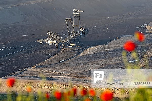 Schaufelradbagger in einem Tagebau mit Tulpen im Vordergrund Garzweiler Nordrhein-Westfalen Deutschland Europa