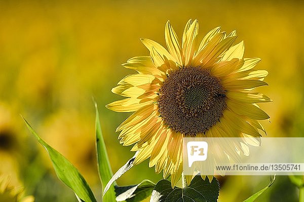 Flowering Sunflower (Helianthus annuus)  Baden-WÃ¼rttemberg  Germany  Europe