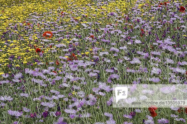 Blooming flower meadow with Purple Milk Thistles (Galactites tomentosus) and Arnica (Arnica montana)  at El Tablero  Gran Canaria  Canary Islands  Spain  Europe