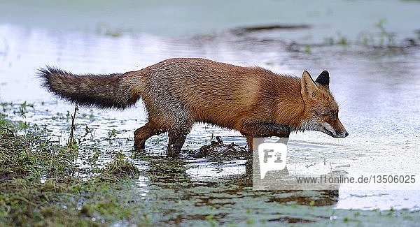 Red fox (Vulpes vulpes)  runs through water  Waterleidingduinen  North Holland  Netherlands