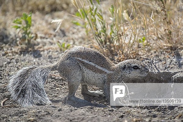 Afrikanisches Erdhörnchen (Xerus inauris)  Etosha-Nationalpark  Namibia  Afrika