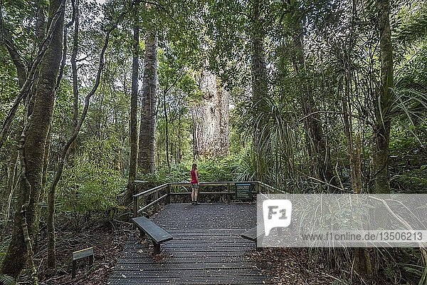 Aussichtsplattform  Frau steht vor Te Matua Ngahere  Vater des Waldes  Agathis australis (Agathis australis)  Waipoua Forest  Nordland  Nordinsel  Neuseeland  Ozeanien