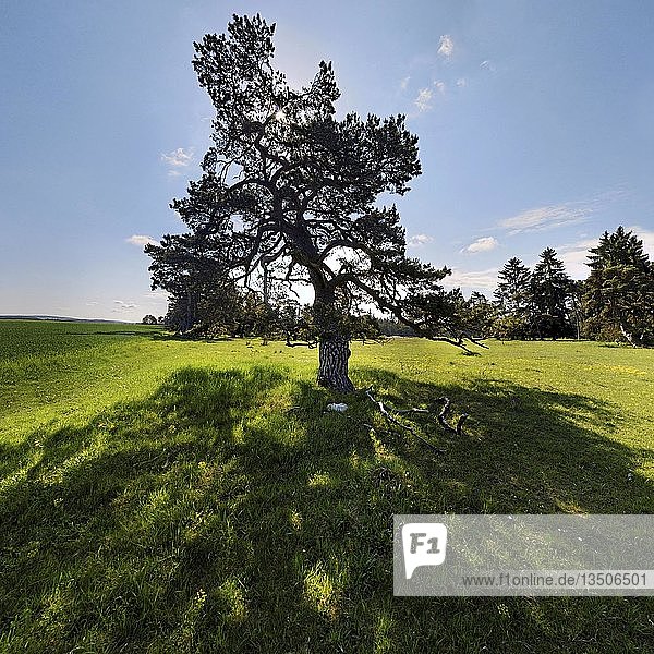 'Kiefer (Pinus) mit Gegenlicht  ''Ritter- und RÃ¶merweg''  bei Titting  Naturpark AltmÃ¼hltal  Bayern  Deutschland  Europa''