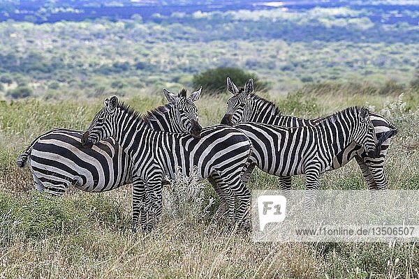 Steppenzebras (Equus quagga)  Gruppe schaut zum Betrachter  Tsavo West National Park  Kenia  Afrika