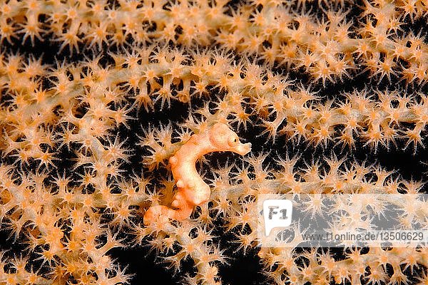 Denise-Zwergseepferdchen (Hippocampus denise), Größe 10mm, in Gorgonienfächer mit geschlossenen Polypen, Selayar, Süd-Sulawesi, Floressee, Pazifik, Indonesien, Asien