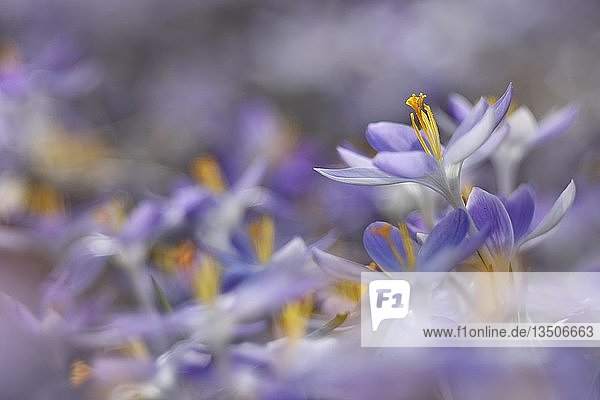 Violette Krokusse (Crocus)  Blumenteppich  Sachsen-Anhalt  Deutschland  Europa
