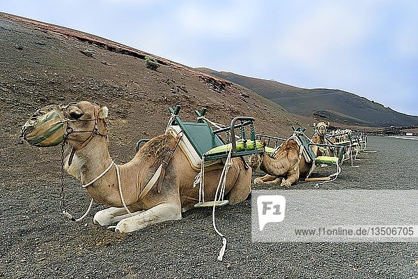 Kamelreiten  Dromedare (Camelus dromedarius) warten auf Touristen  Timanfaya Nationalpark  Lanzarote  Kanarische Inseln  Spanien  Europa
