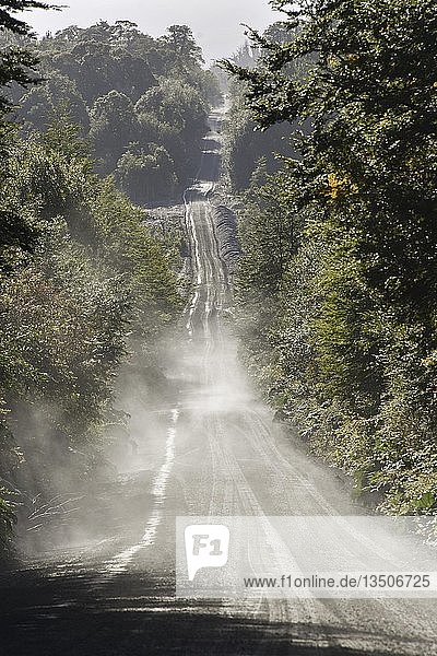 Wellblechpiste der Carretera Austral im gemäßigten Regenwald Pumalín Park bei Chaitén Región de los Lagos Chile Südamerika