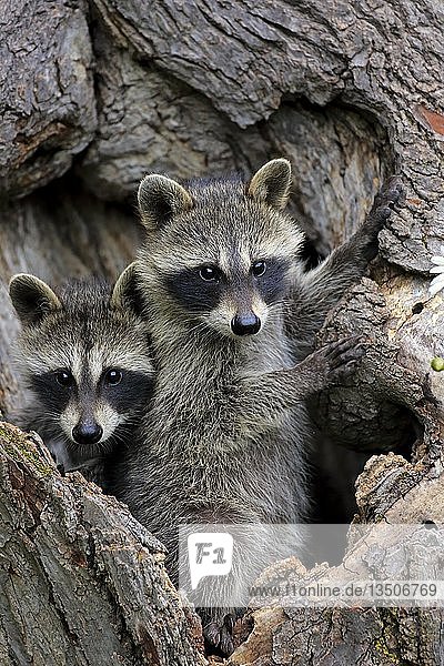 Waschbären (Procyon lotor)  zwei Jungtiere schauen neugierig aus einer Baumhöhle  Pine County  Minnesota  USA  Nordamerika