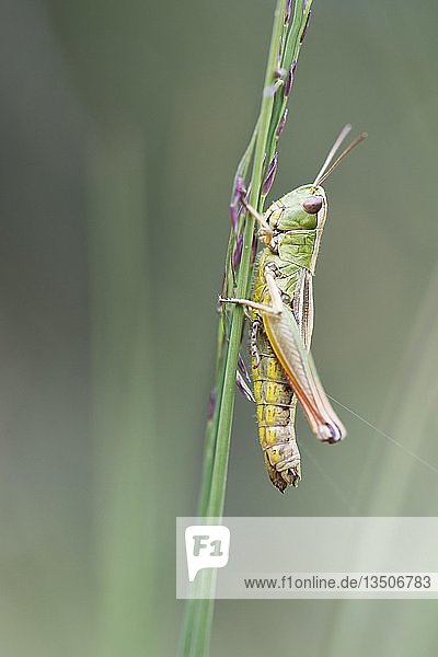 Wiesengrashüpfer (Chorthippus parallelus) auf einem Grashalm  Emsland  Niedersachsen  Deutschland  Europa
