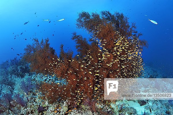 Coral Reef with Black Coral (Antipathes dichotoma) and Swarm Anthias (Anthiinae)  Red Sea  Egypt  Africa