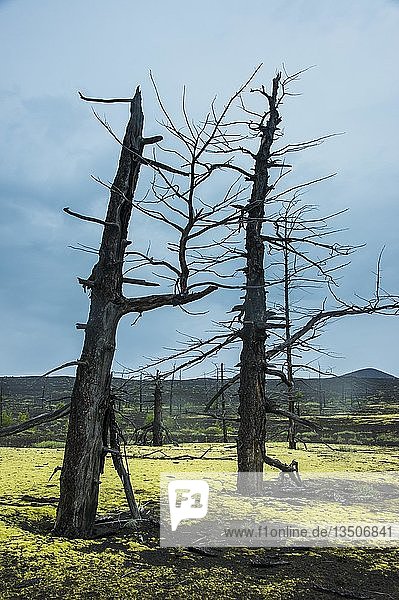 Blühende Blumen um einen abgestorbenen Wald auf dem Vulkan Tolbachik  Kamtschatka  Russland  Europa