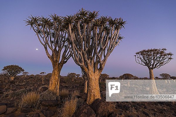 Köcherbaumwald (Aloe dichotoma) bei Sonnenuntergang Ketmanshoop Namibia Afrika