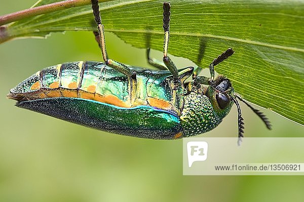 Juwelenkäfer (Buprestidae) frisst an einem Blatt  Isaan  Thailand  Asien