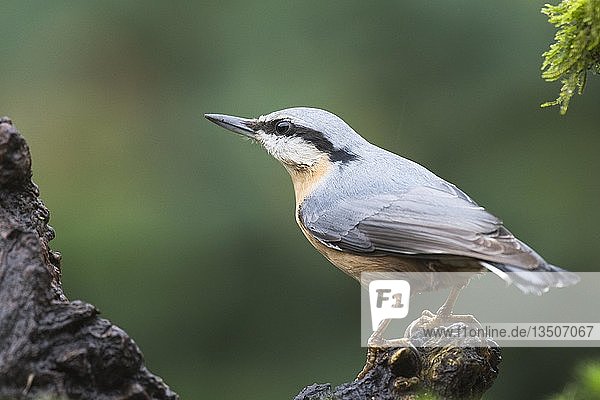 Kleiber (Sitta europaea)  Emsland  Niedersachsen  Deutschland  Europa