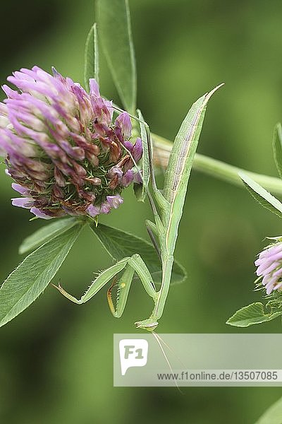 Gottesanbeterin (Mantis religiosa) hängt kopfüber an einer Rotkleeblüte (Trifolium pratense)  Ungarn  Europa