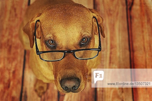 Labrador Retriever  gelb  Hündin mit Brille  Tierportrait  Österreich  Europa